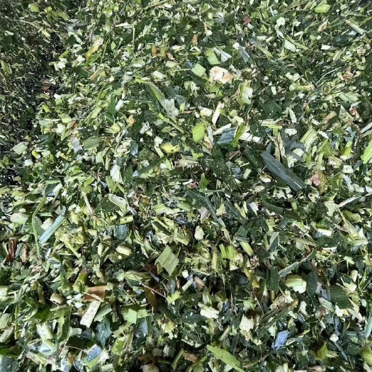 兴宁市新鲜玉米秸秆、牧草青储