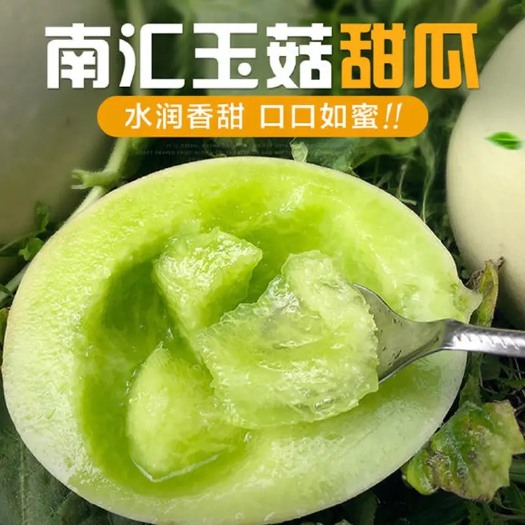上海玉菇大量上市，可一件代发、保证现摘现卖。欢迎各位采购商合作