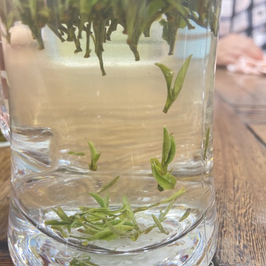 舒城县高档小兰花，量少