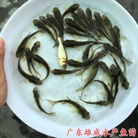 广州大头鱼苗花鲢鱼苗胖头鱼苗