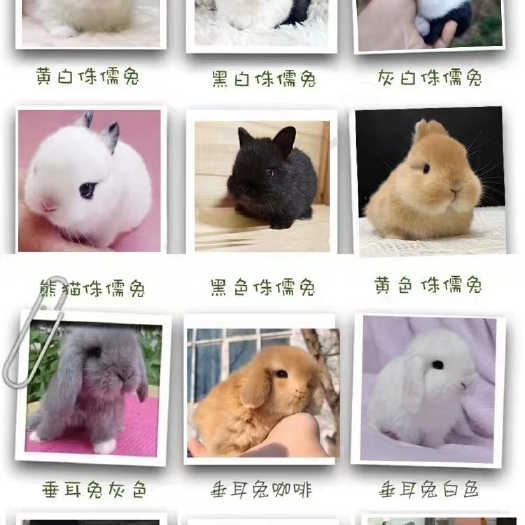 新沂市兔子