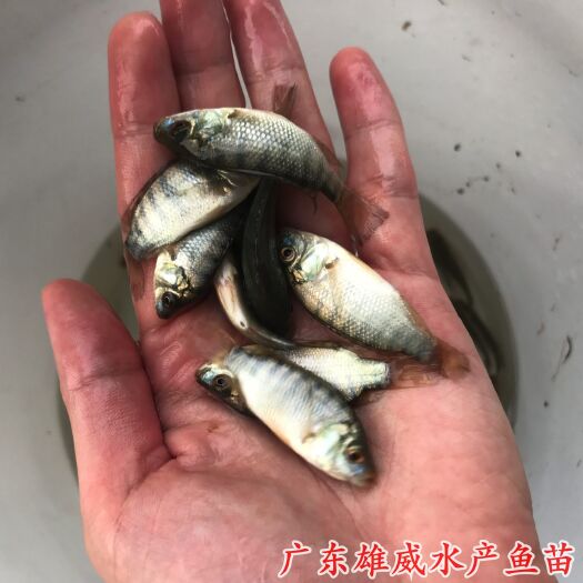 广州青宝路罗非鱼苗