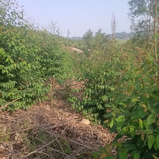 台山市承包各种山头挖坑，下肥料，砍杂，打药