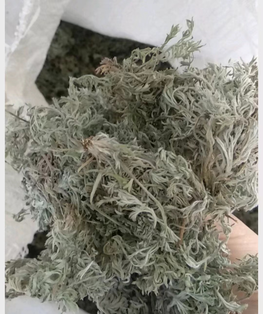 新品茵陈    干净无杂物    干度好，