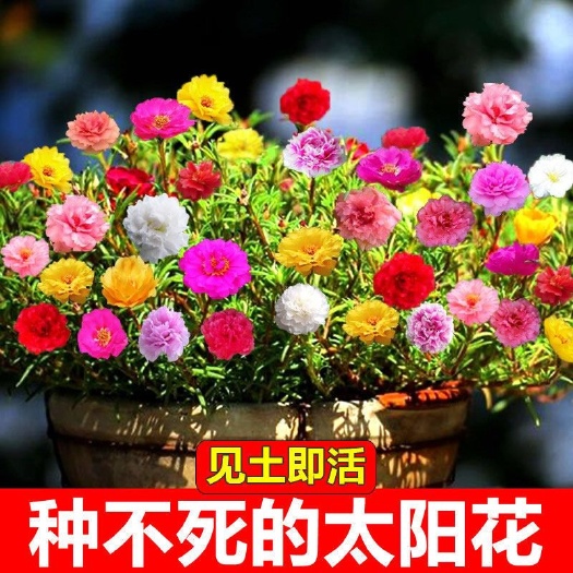 无锡太阳花种子观赏耐热阳台庭院种植多年生花卉易管理室内盆栽品种