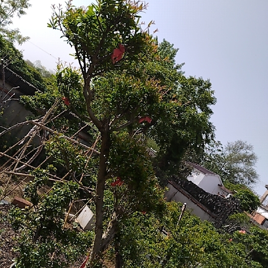 巢湖盆景