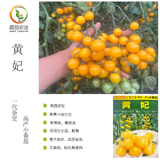 寿光市黄妃小番茄种子孑 日本黄色圆形玲珑小番茄种子籽 圣女果种