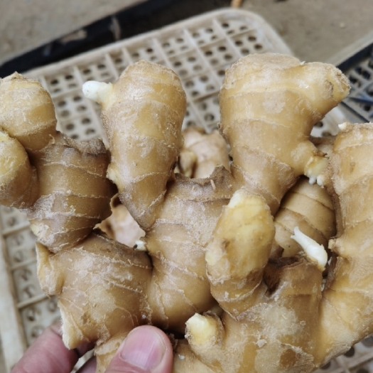 沂水县山东优质，姜种，大黄姜，小黄姜，鲜姜