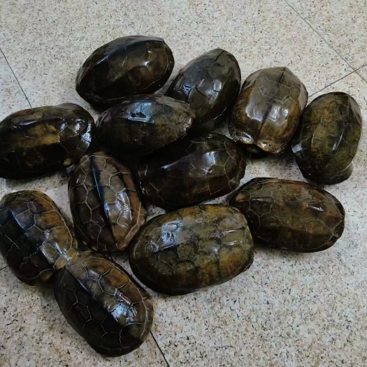 佛山中华老草龟