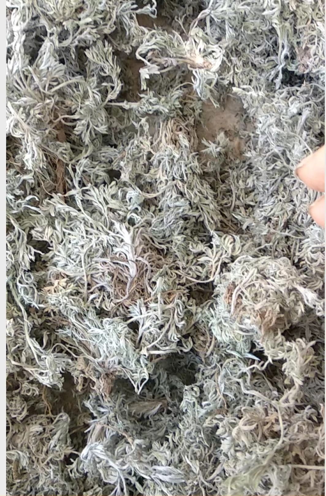 新品茵陈    干净无杂物    干度好，