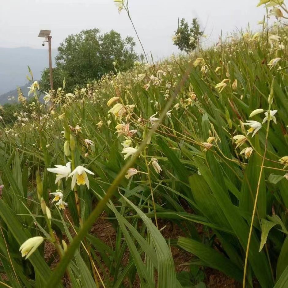 白芨  紫花白芨  地苗，杯苗