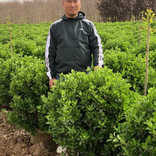 沭阳县冬青球容器苗，冠幅1米至1米2大量现货出售