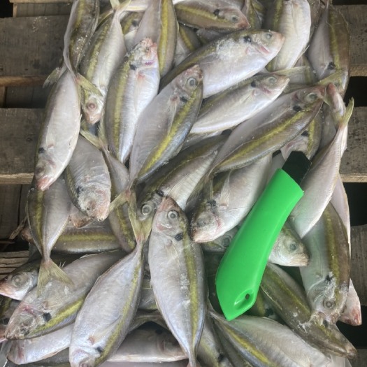 越南金边鱼18/23