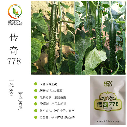 寿光市传奇778黄瓜种子 上海乾德强雌黄瓜种籽春秋直播油亮型嫁接黄