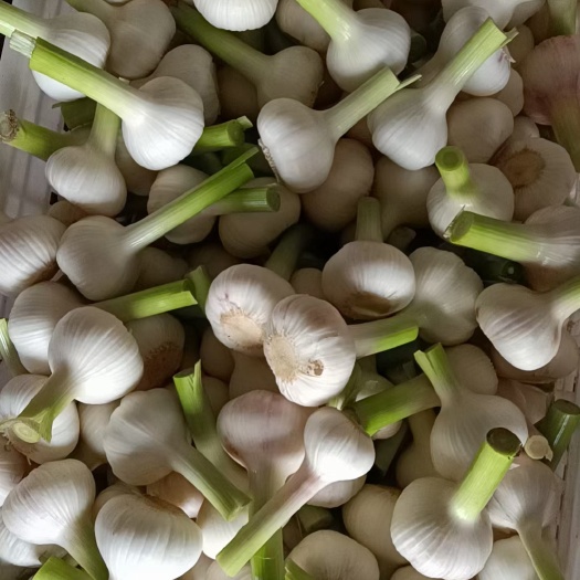 杞县河南杞县新鲜紫皮蒜 天然健康蔬菜 直发保鲜