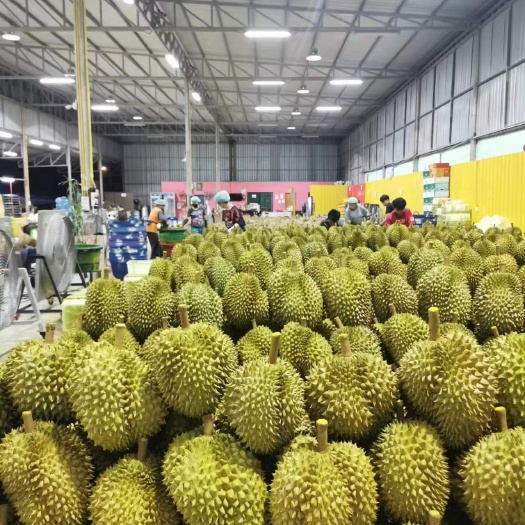南宁泰国榴莲基地直发口岸整柜交货