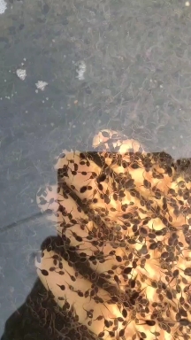 牛蛙蝌蚪