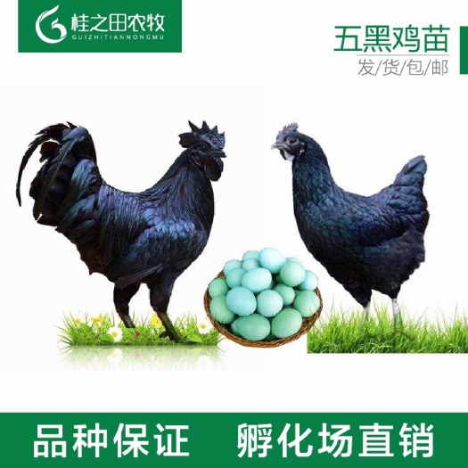 南宁纯种脱温五黑鸡绿壳蛋鸡乌骨鸡疫苗齐全批发零售十只包邮到家