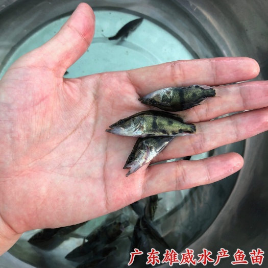 广州桂花鱼苗鳜鱼苗桂鱼苗