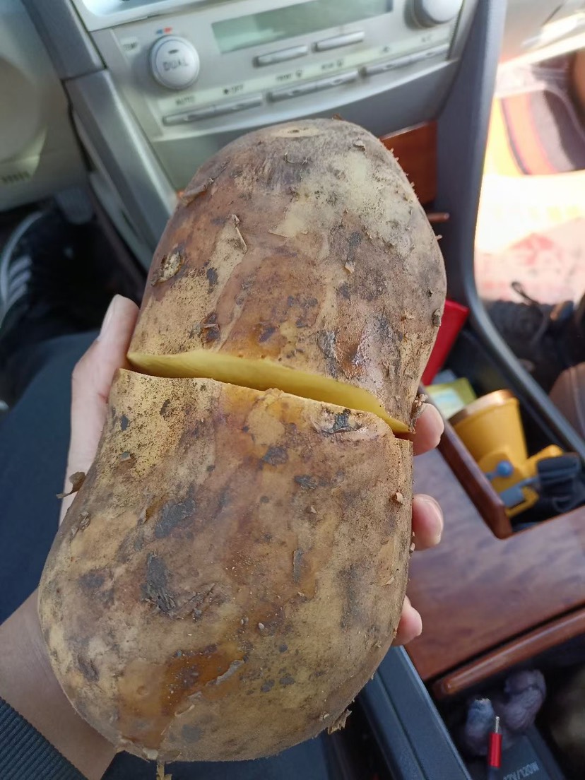 大个食堂薯装车
