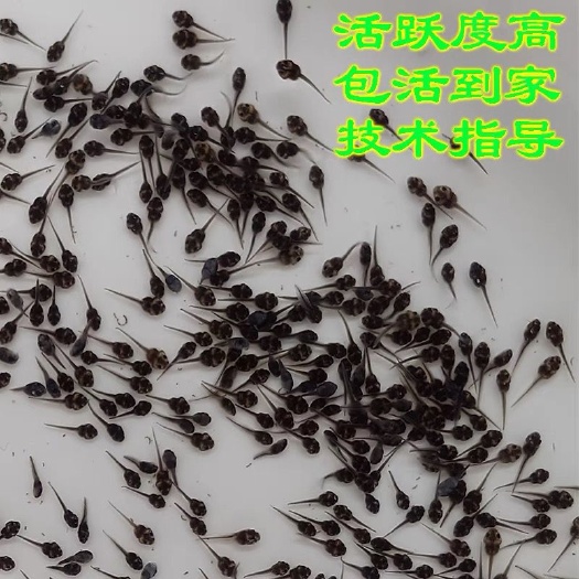 牛蛙蝌蚪育苗青蛙田鸡蝌蚪苗幼苗包指导小蝌蚪牛蛙幼苗蝌蚪
