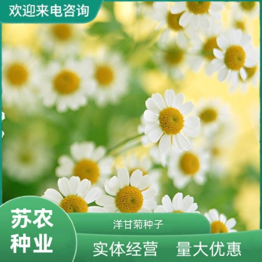 洋甘菊苗盆栽花卉种子种籽孑子花苗花种四季种植春天花籽易种