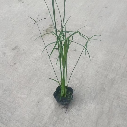 成都旱伞草
