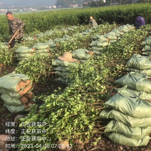 攸县低价出售各种规格油茶苗！湘林210，长林53号等系列