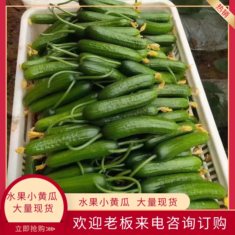 博爱县大量供应，水果黄瓜，量大质优，供应商超，支持代发全国