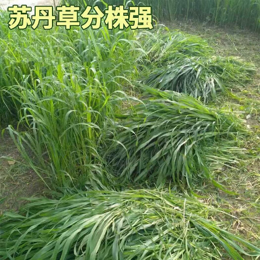 郓城县苏丹草