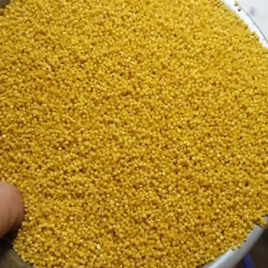 平顺县沁州黄小米24年新货，保质保量量大优惠，产地直发，