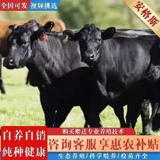 安溪县安格斯牛