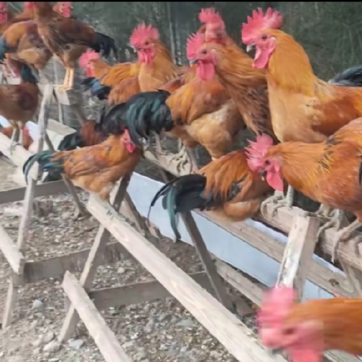 衡阳乐清大荆鸡公苗母苗小种固始鸡淮南王细脚高脚土鸡苗散养走地鸡苗
