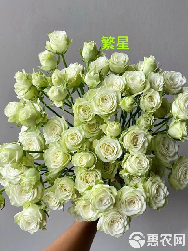 基地直供【繁星】多头玫瑰盆栽绿植扦插小苗庭院阳台花卉四季开花