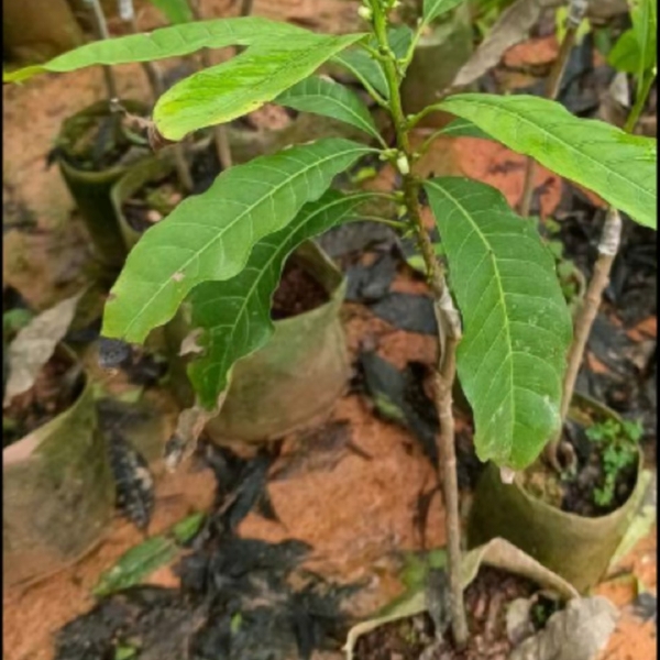 黄晶果苗 冬蜜黄晶果苗