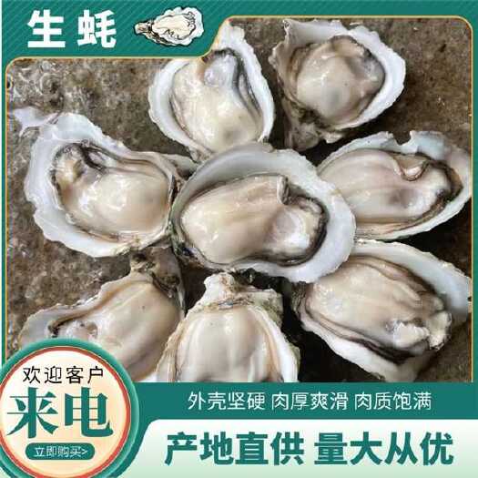 长牡蛎  北部湾生蚝，物美价廉， 常年供应。
