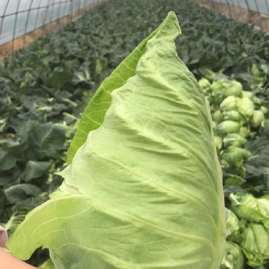 寿县农家种植的牛心甘蓝菜上市​产量4-6万斤​欢迎有诚心实力