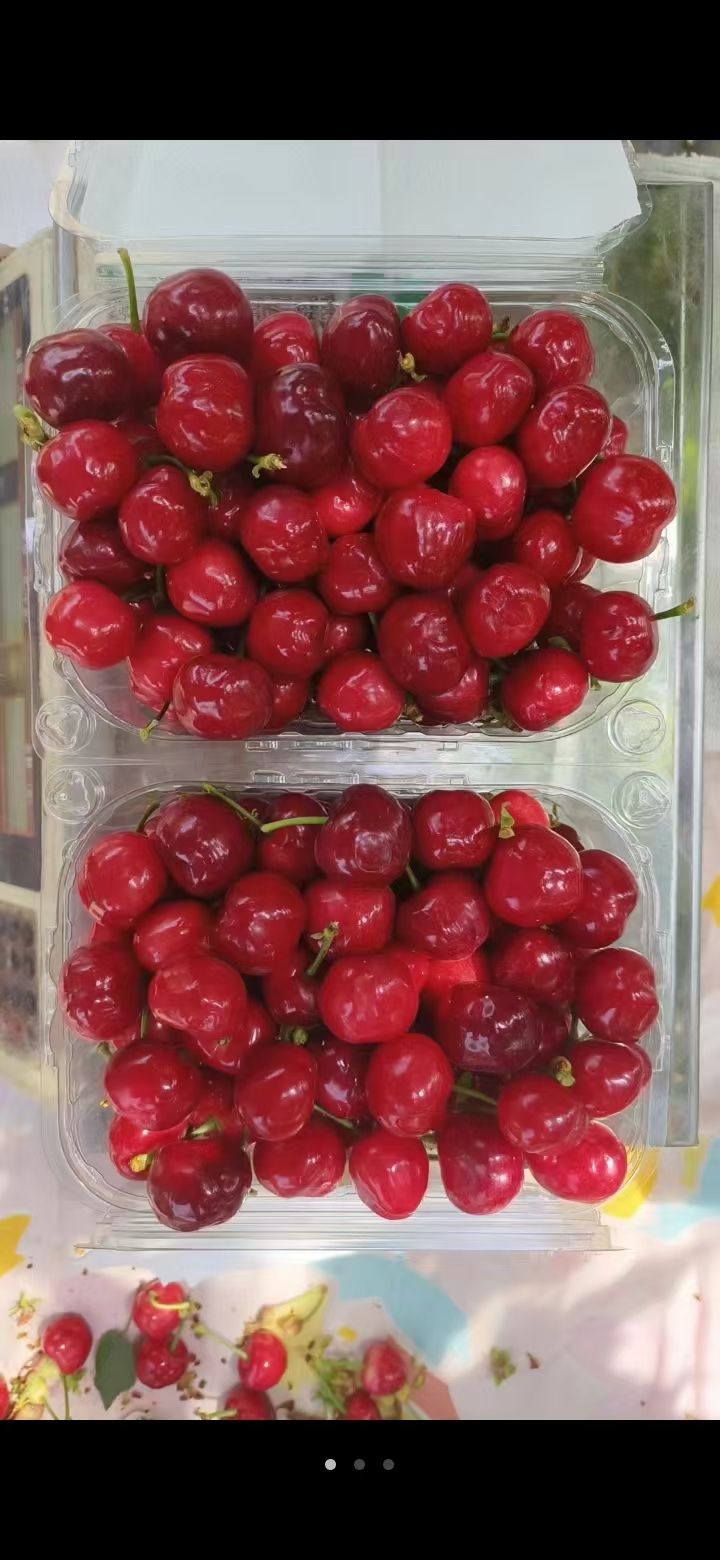 大樱桃