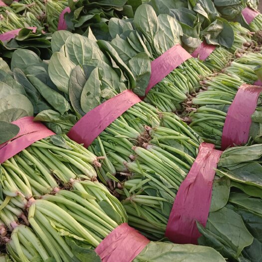 汝州市精品大叶菠菜