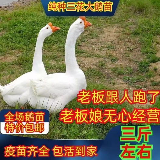 安溪县三花大鹅