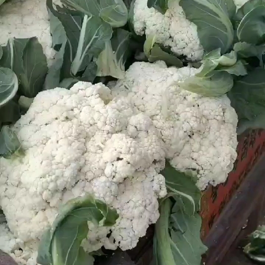 郯城县青梗白面花菜，产地直发，大量供应，保证质量