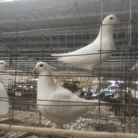 沭阳县白羽王，落地王，种鸽，青年鸽一手货源价格优惠