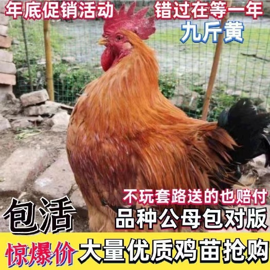 安溪县九斤黄鸡苗