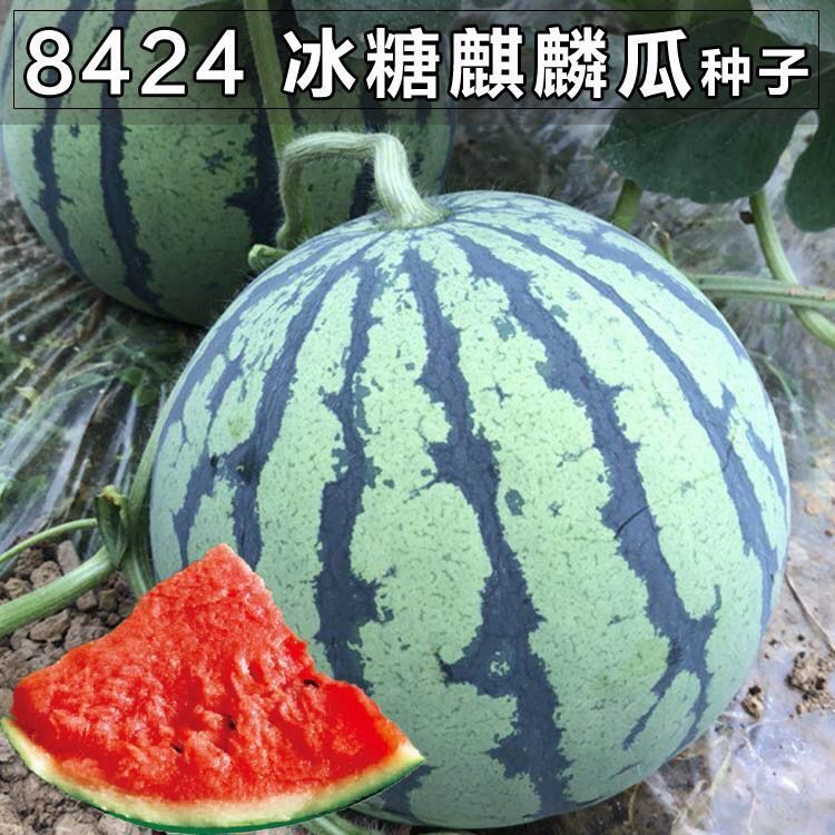 无锡8424麒麟少籽西瓜种子 无籽特大巨型甜王水果