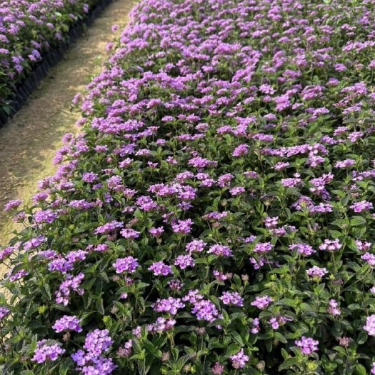 漳浦县高度10厘米紫花马樱丹