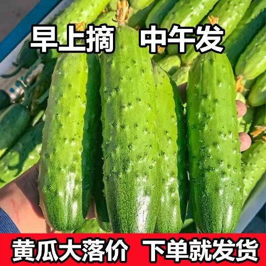 莱阳市烟台旱黄瓜水果黄瓜一件代发电商微商直播企业团购等