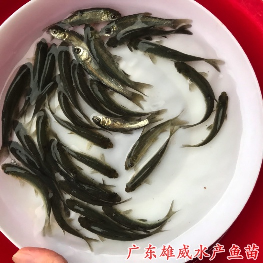 广州青鱼苗黑鲩鱼苗螺丝青鱼苗