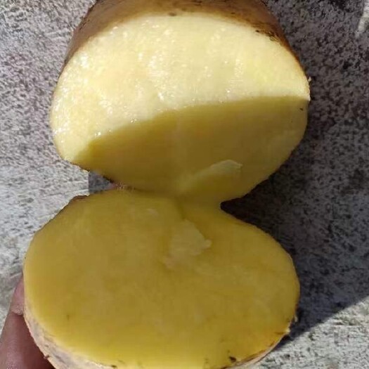 上林县黄皮黄心土豆（电商，食堂，市场）