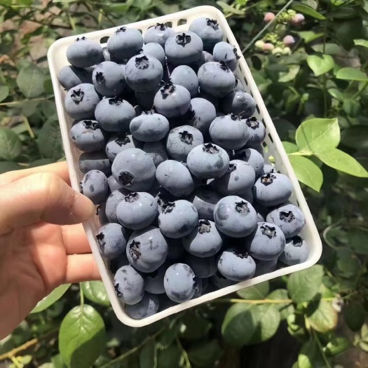 蓝莓苗 蓝莓杯苗 奥尼尔蓝莓苗 优瑞卡蓝莓苗 莱克西蓝莓苗