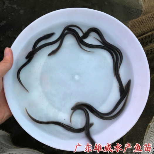 广州鳗鱼苗日本鳗鱼苗鱼苗